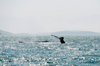 Whale Watching